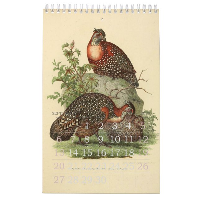 Calendrier Mural Collection vintage d'illustration d'oiseaux (Sep 2026)