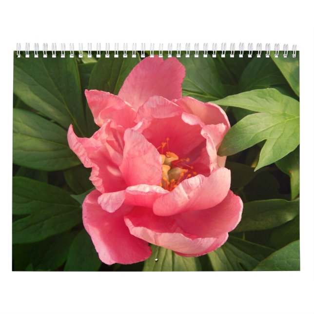 Calendrier Mural Couleur d'en du fotografía De Flores d'escroquerie (Protection)