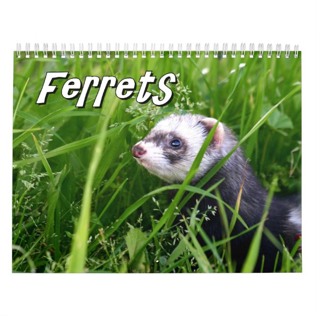 Calendrier mural de furets (Protection)