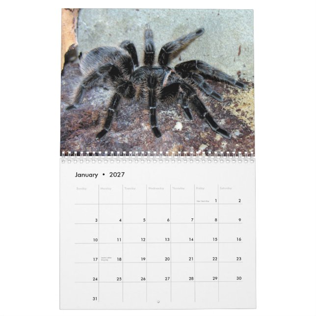 Calendrier mural de tarentules (Jan 2027)