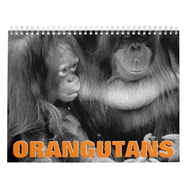 Calendrier mural des Orangutans (Protection)