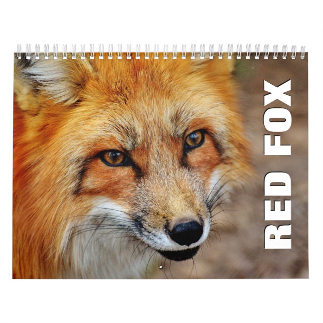 Calendrier mural des renards rouges (Protection)