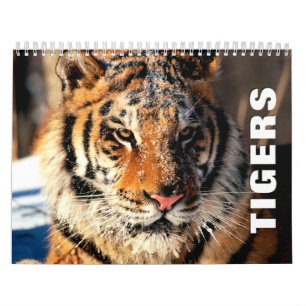 Calendrier mural des tigres