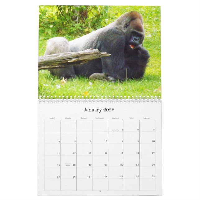 Calendrier Mural Gorilles de plaine du zoo de Kansas City (Jan 2026)