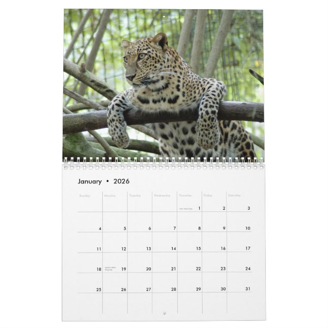 Calendrier Mural Les léopards classent, des léopards (Jan 2026)