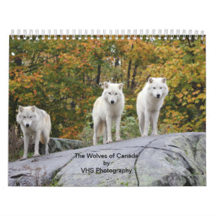 Calendrier Mural Les Loups du Canada (Calendrier)