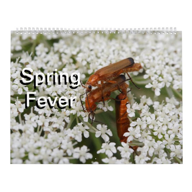 Calendrier Mural Macros d'insectes 2024 Kalender (Protection)