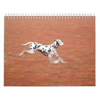 Calendrier Mural molo 2010