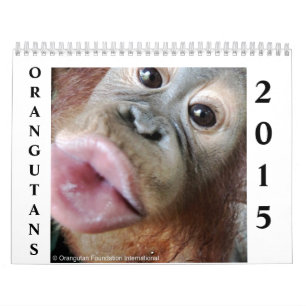 Calendrier Mural Orangs-outans