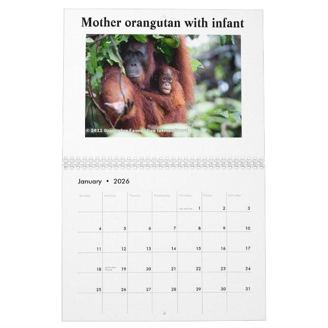 Calendrier Mural Orangs-outans (Jan 2026)