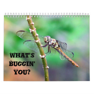 Calendrier Mural Qu'est-ce que vous buggin' You - Insect Calendar E