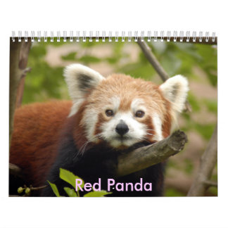Calendrier Mural red-panda-005, panda rouge