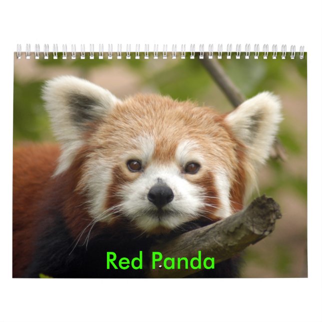 Calendrier Mural red-panda-010, panda rouge (Protection)