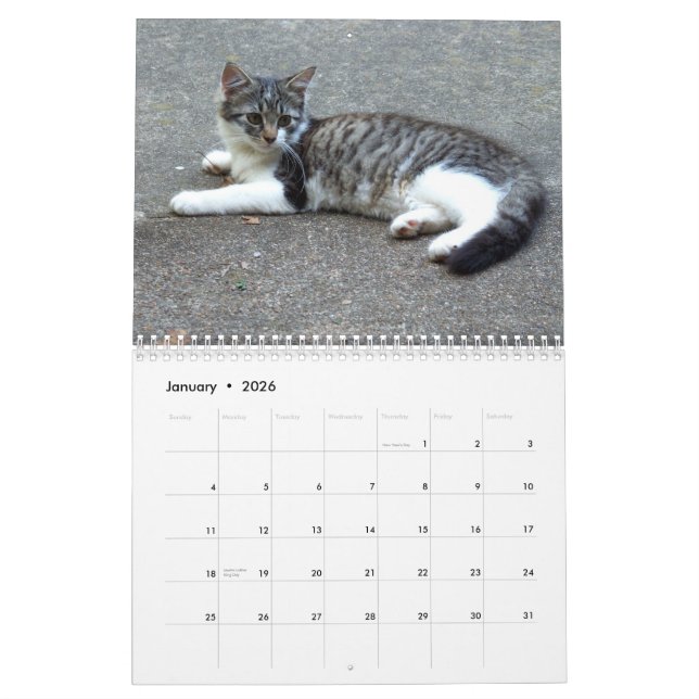 Calendrier Mural Trois chatons sauvages (Jan 2026)