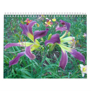 Calendrier Mural Un contact des Daylilies de Sun