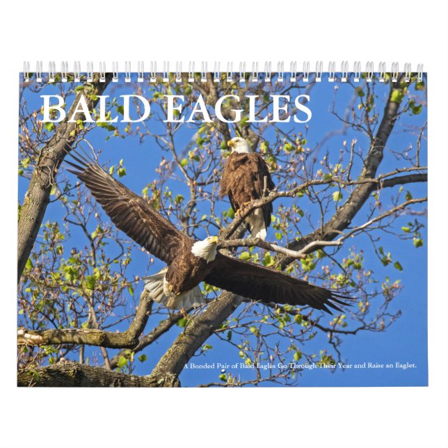 CALENDRIER MURAL VIE DE BALD EAGLE (Protection)