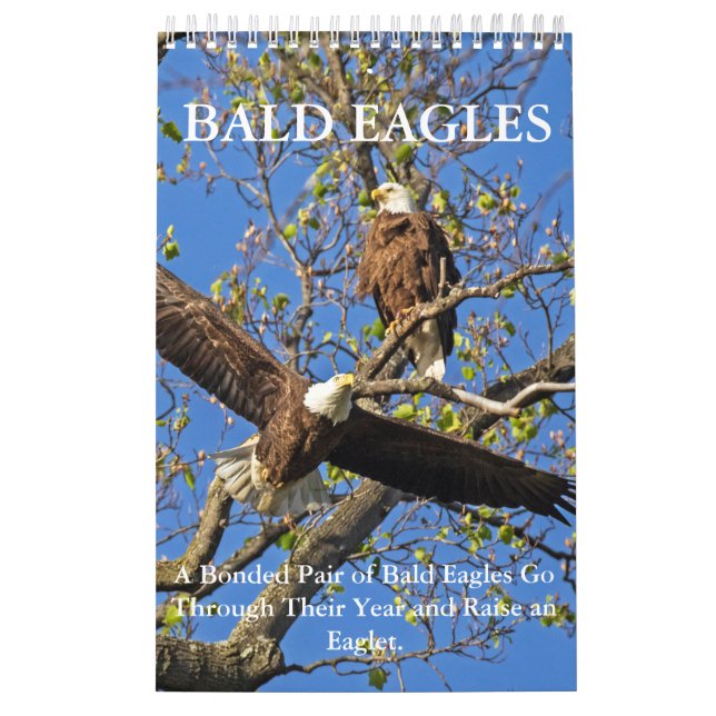 CALENDRIER MURAL VIE DE BALD EAGLE (Protection)