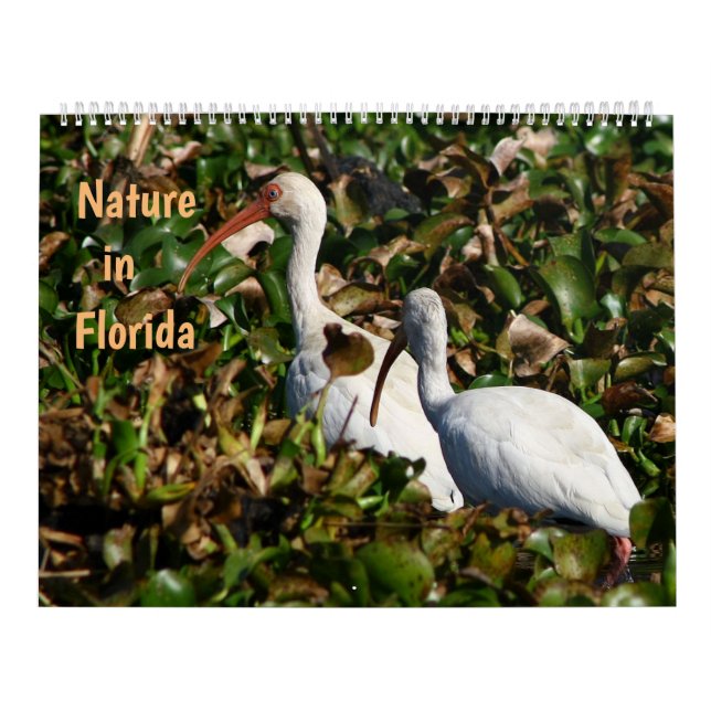 Calendrier Nature en Floride (Protection)