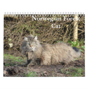 Calendrier norvégien des chats de forêt
