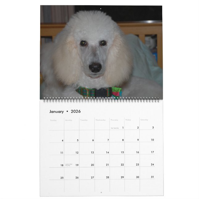 Calendrier Nos Belles Poodles Standard 2011 (Jan 2026)