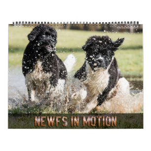 Calendrier Notta Bear Newfs In Motion Calendar