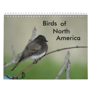 Calendrier Oiseaux d'Amérique du Nord 2011