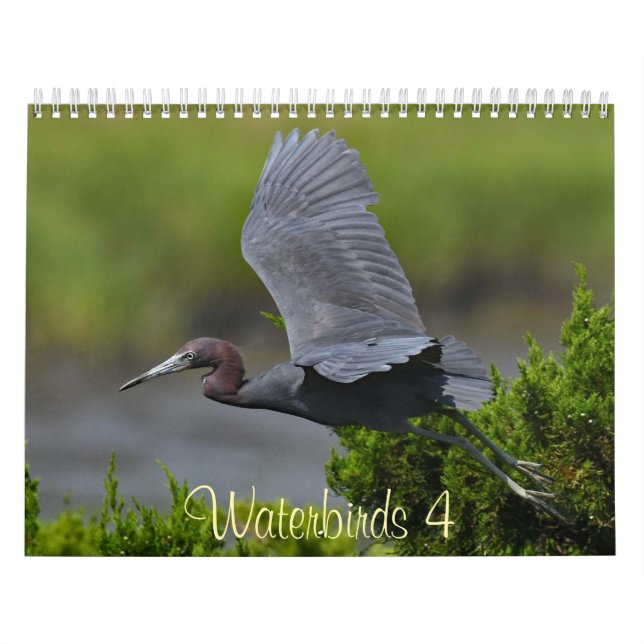 Calendrier Oiseaux d'eau 4 (Protection)