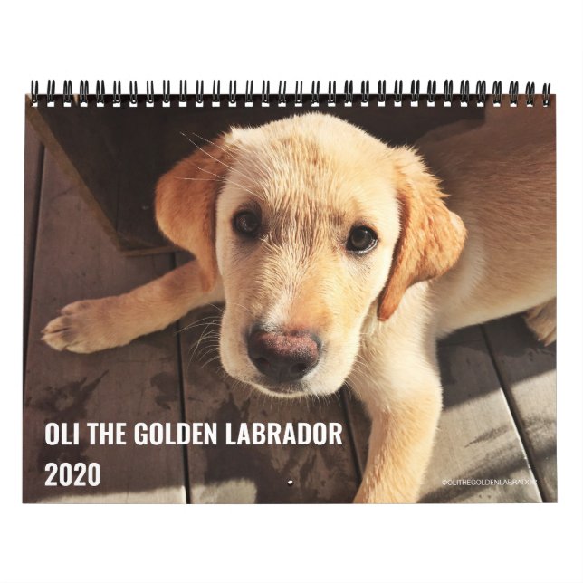 Calendrier Oli le Labrador doré en 2020 (Protection)
