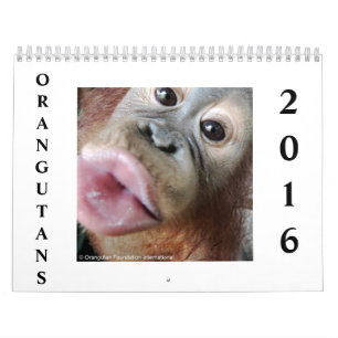 Calendrier Orangs-outans dans la forêt tropicale