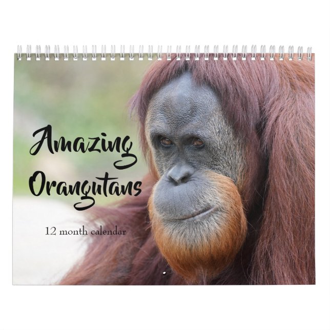Calendrier Orangutans Extraordinaires 2026 (Protection)