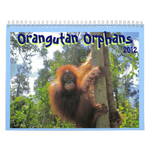 Calendrier Orphelins d'orang-outan