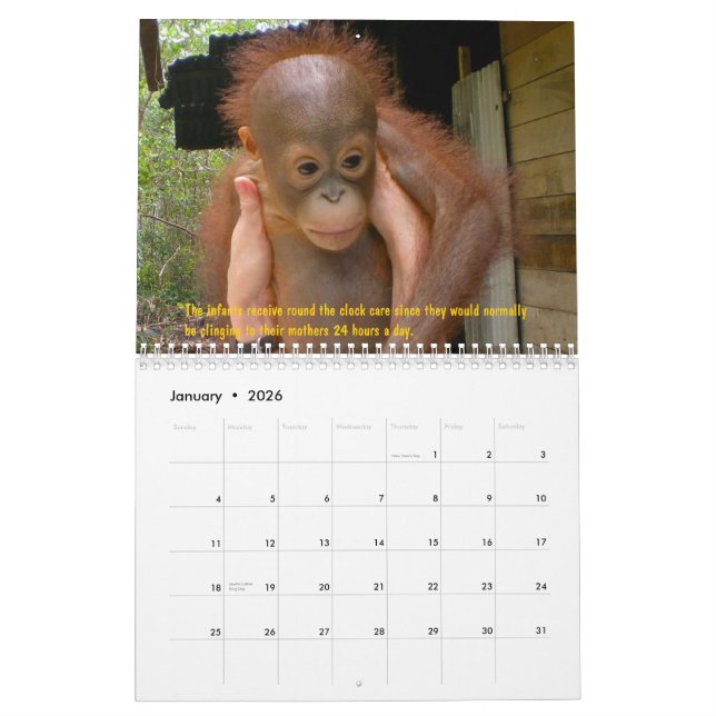 Calendrier Orphelins d'orang-outan (Jan 2026)