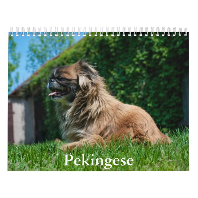 Calendrier Pekingese (Protection)