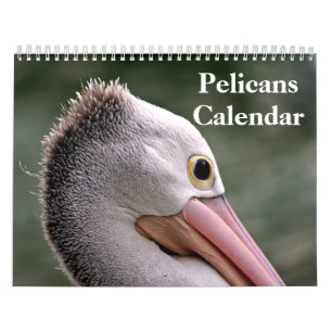 Calendrier Pelicans Bird 2025