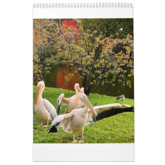 Calendrier Pélicans de Londres du St James's Park