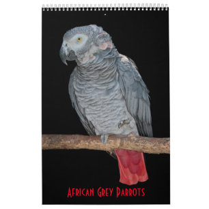 Calendrier Perroquets Gris d'Afrique