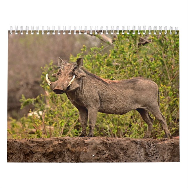 Calendrier Phacochère Calendar Warthog (Protection)