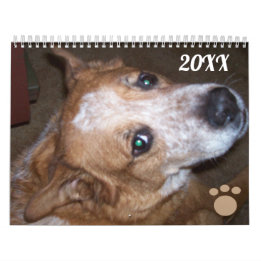 Calendrier photo de chien Ginger Queensland Heeler