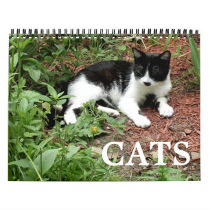 Calendrier Photographies de chats