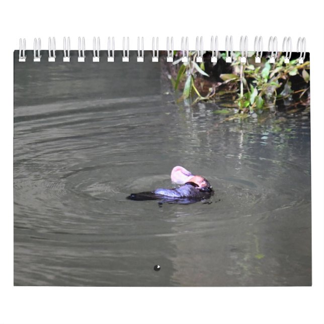 CALENDRIER PLATYPUS AUSTRALIE (Protection)