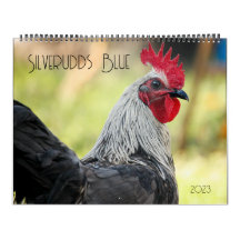 Poulets bleus argentés