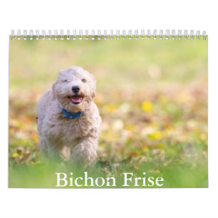 Calendrier pour chien Bichon Frise