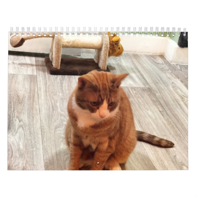 Calendrier Pour L'Amour Des Chats (Protection)