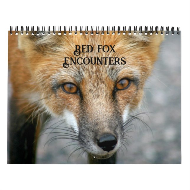 Calendrier Red Fox rencontre la photographie de Fox (Protection)