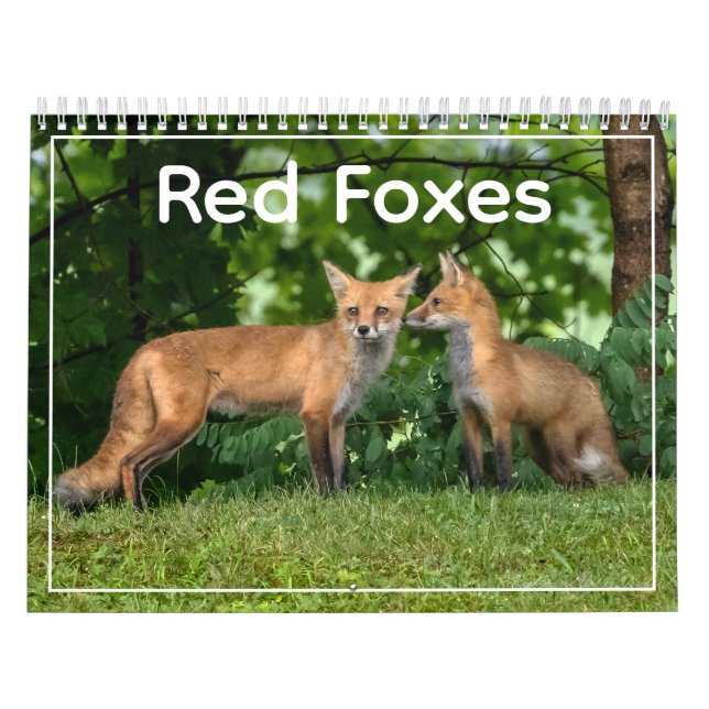 Calendrier Red Foxes Calendar (Protection)