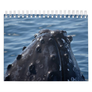 CALENDRIER REINE DE LA BALEINE HUMPBACÉE AUSTRALIE
