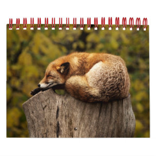 Calendrier Renard Renards Dans La Photographie De La Nature