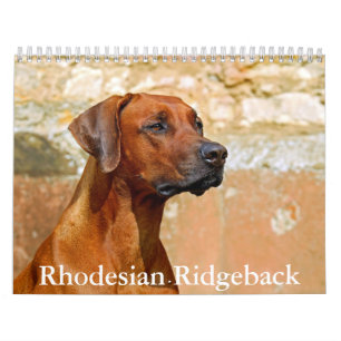 Calendrier Rhodesian Ridgeback