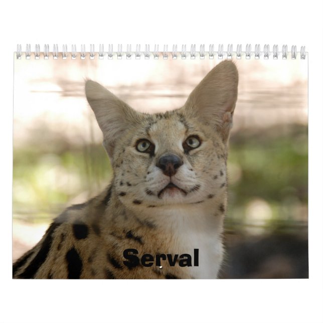 Calendrier serval 017, Serval (Protection)