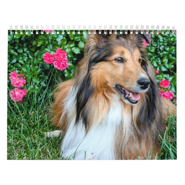 Calendrier Sheltie 2026 (Protection)